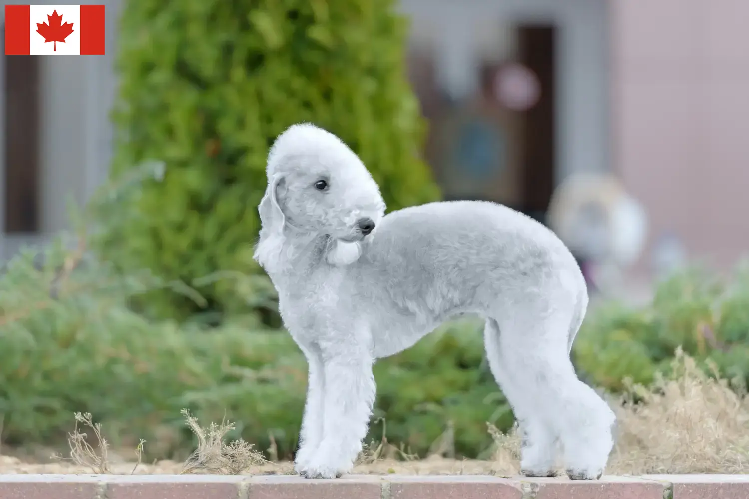 Bedlington terrier szczenięta i hodowcy Kanada Znajdź hodowców Bedlington terrierów w Kanada tutaj.