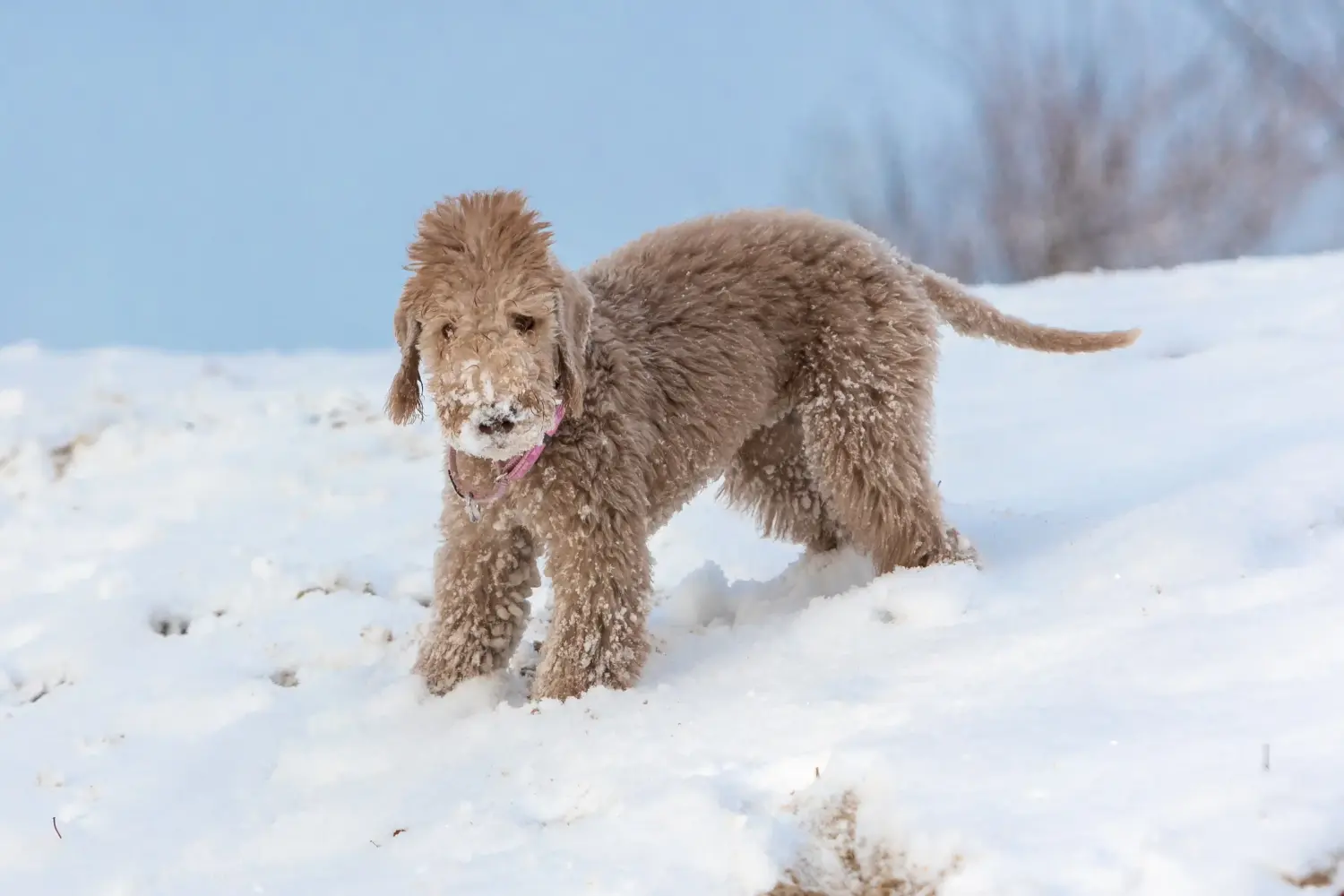 Kupno szczeniaka Bedlington Terriera oznacza wzięcie na siebie odpowiedzialności! Kup szczenięta Bedlington Terrier.