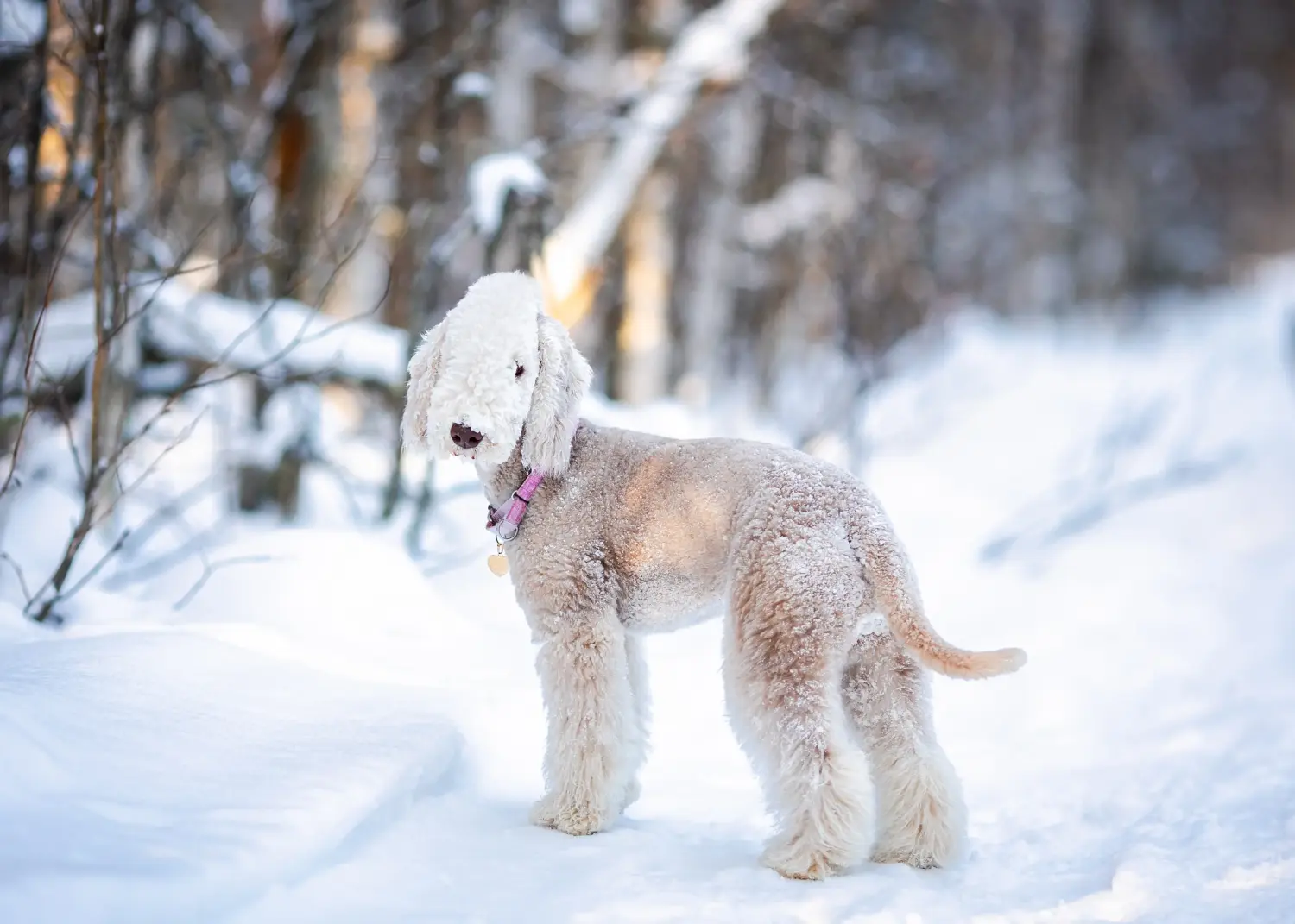 Kupno szczeniaka Bedlington Terriera oznacza wzięcie na siebie odpowiedzialności! Kup szczenięta Bedlington Terrier.