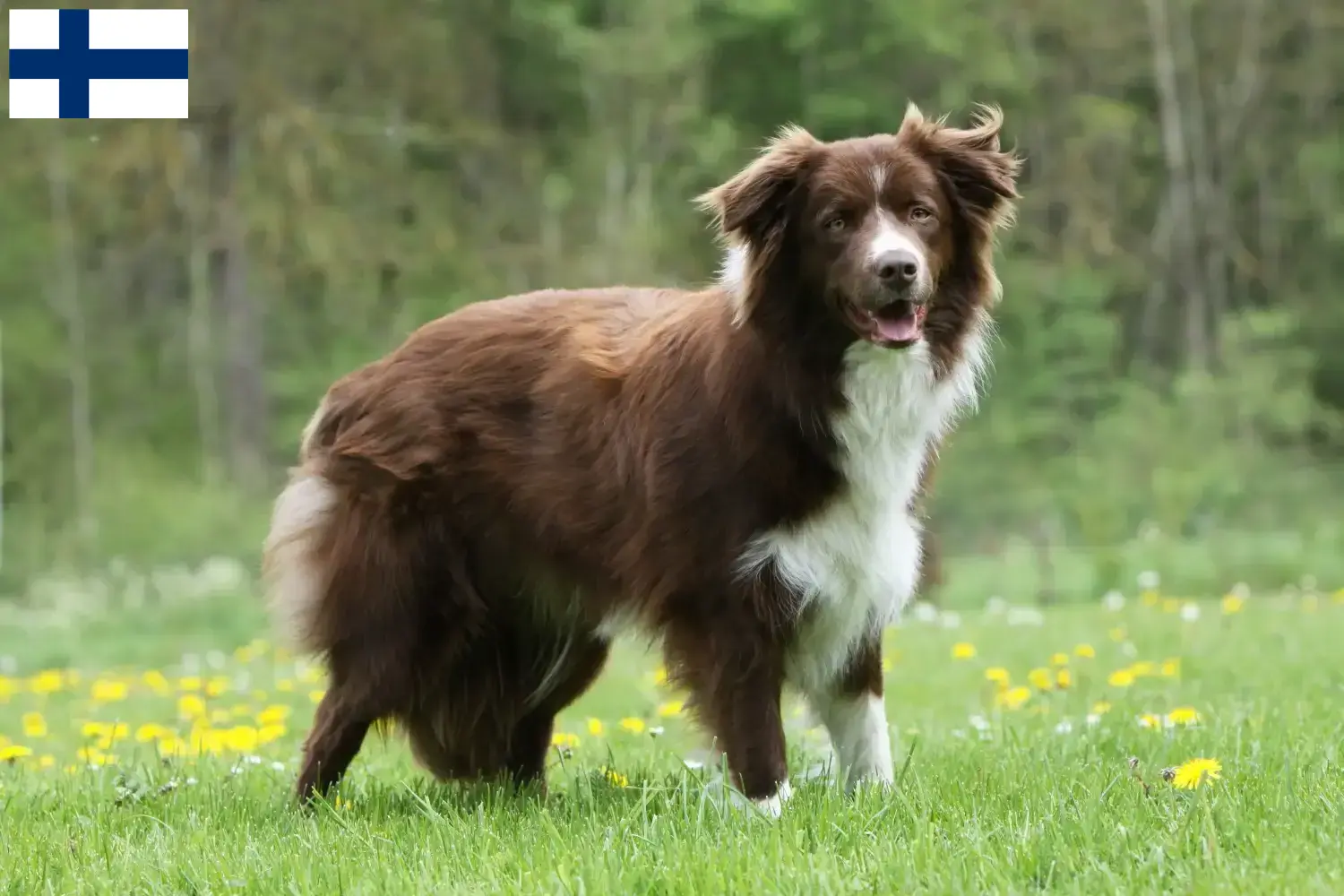 Border collie szczenięta i hodowcy Finlandia Znajdź hodowców Border collie w Finlandia.