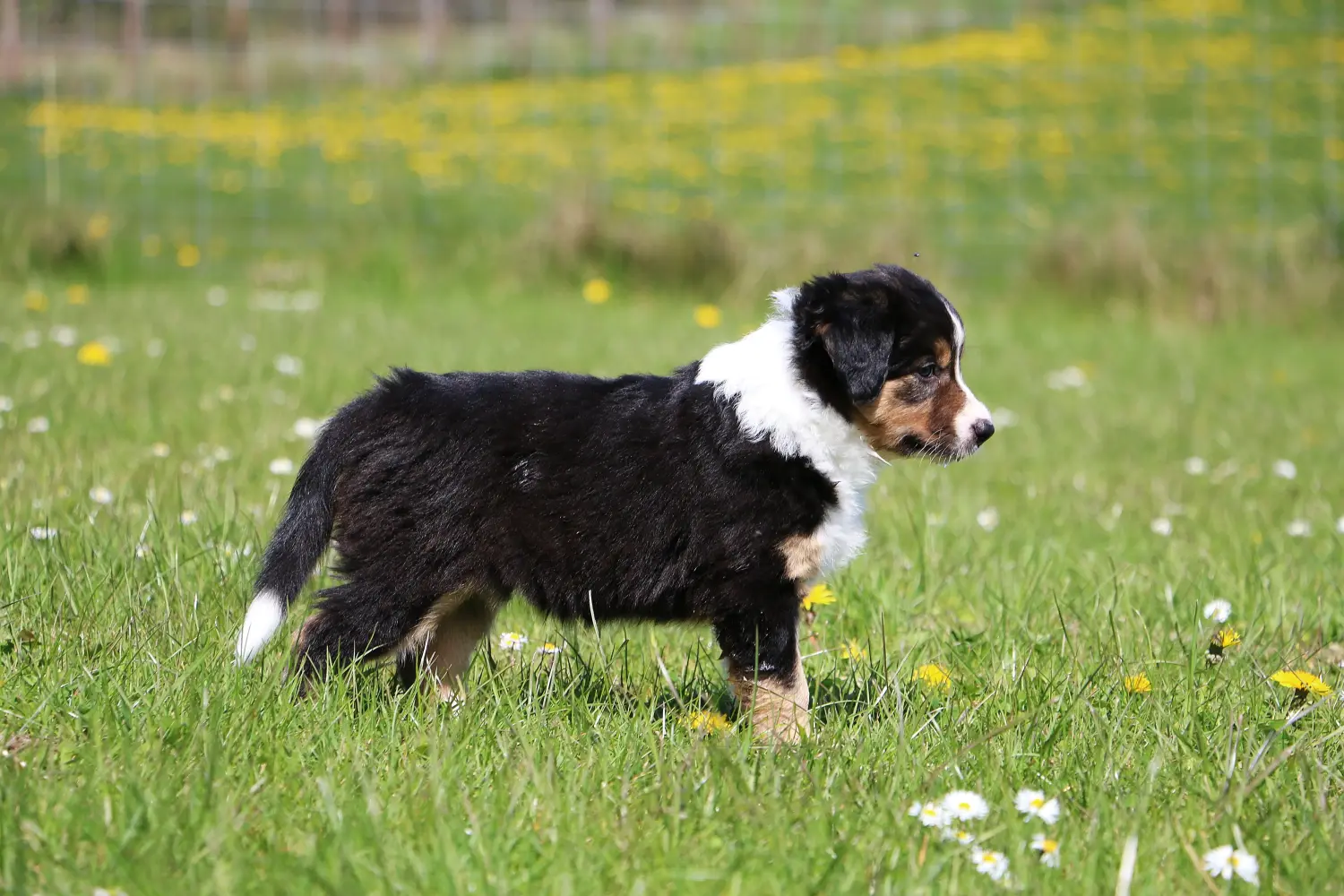 Kupno szczeniaka Border Collie oznacza wzięcie na siebie odpowiedzialności! Kup szczenięta rasy Border Collie.