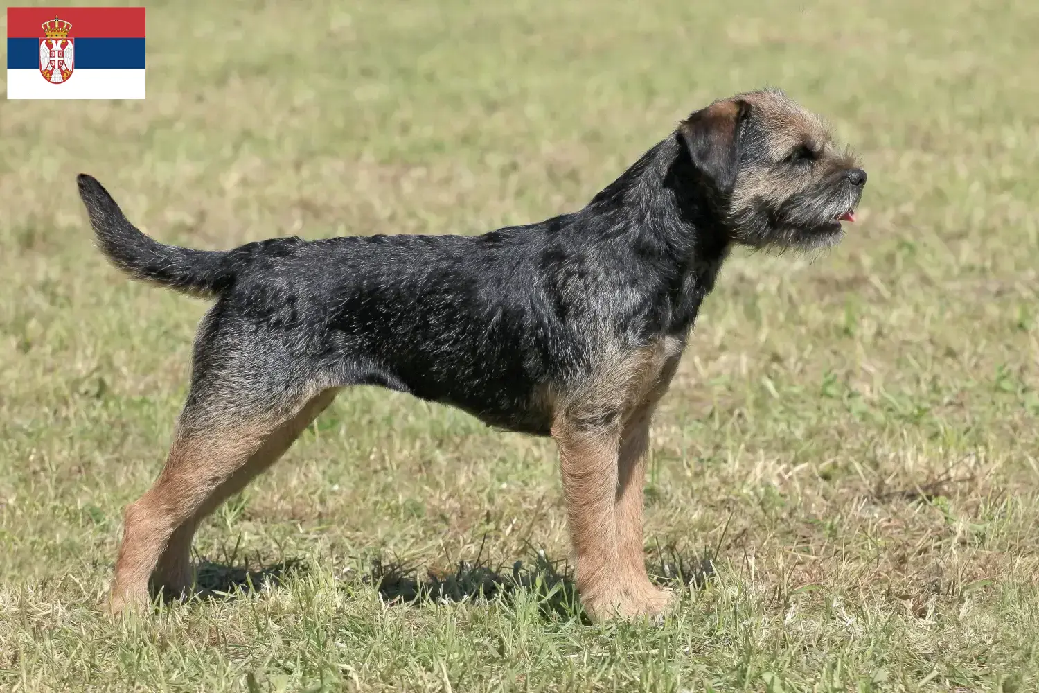Border terrier szczenięta i hodowcy Serbia Znajdź hodowców border terrierów w Serbia.