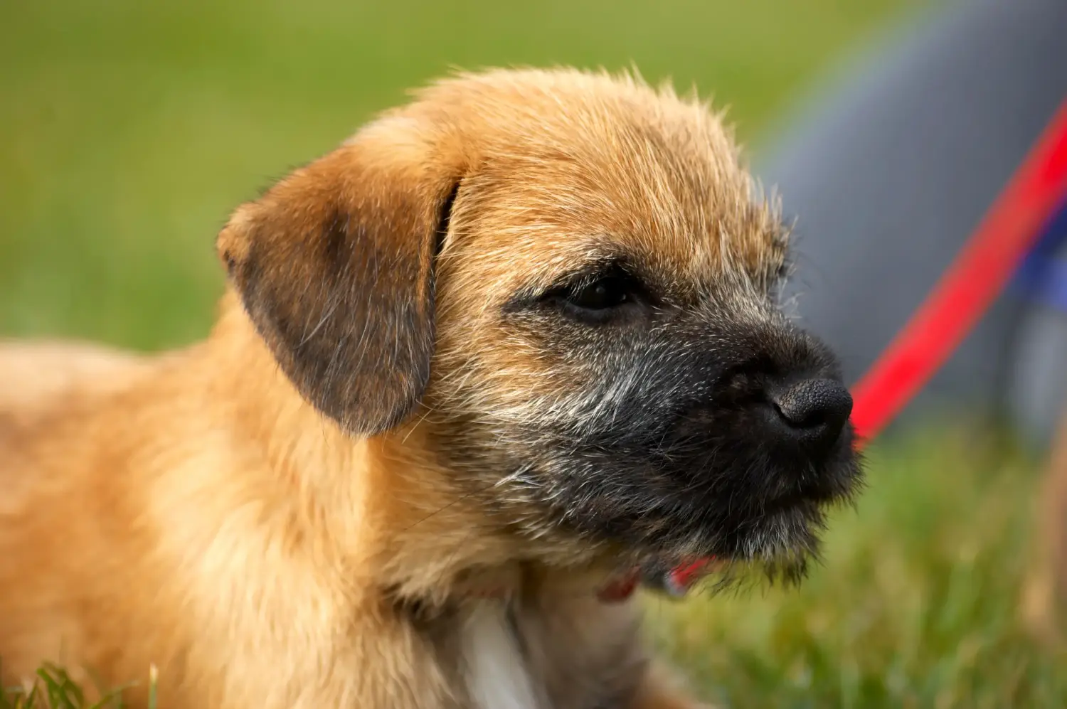 Kupno szczeniaka Border Terriera oznacza wzięcie na siebie odpowiedzialności! Kup szczenięta rasy Border Terrier.