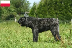 Read more about the article Bouvier des Flandres hodowcy i szczenięta w Polska