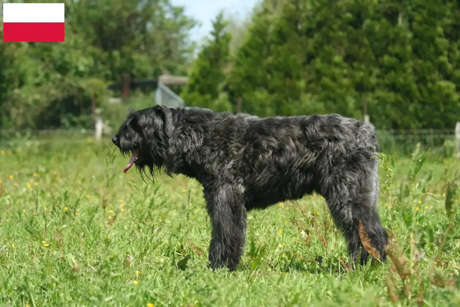 Bouvier des Flandres szczenięta i hodowcy Polska Tutaj znajdziesz hodowców rasy Bouvier des Flandres w Polska.