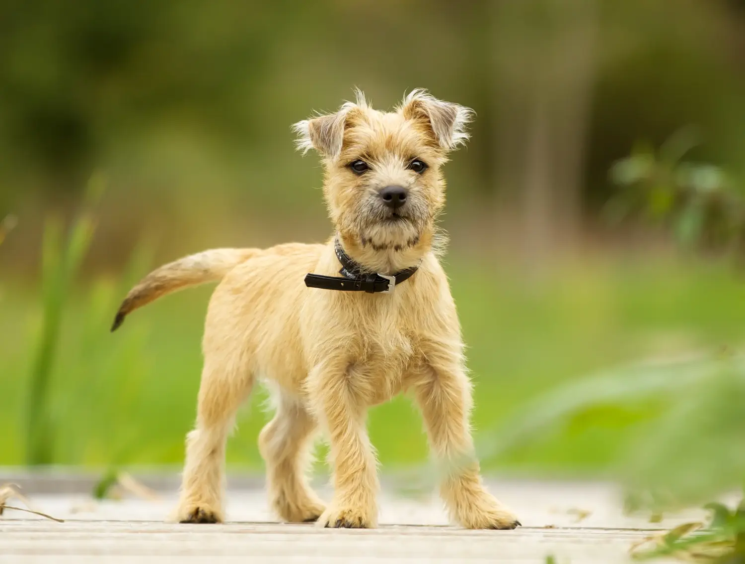 Kupno szczeniaka Cairn Terriera oznacza wzięcie na siebie odpowiedzialności! Kup szczenięta Cairn Terrier.