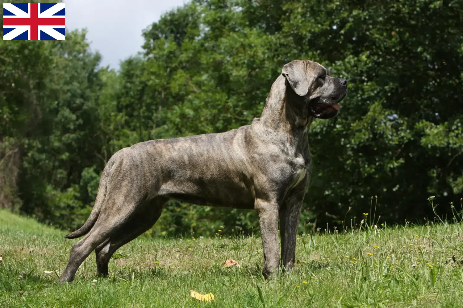 Cane corso włoskie szczenięta i hodowcy Wielka Brytania Znajdź hodowców Cane corso włoski w Wielka Brytania.