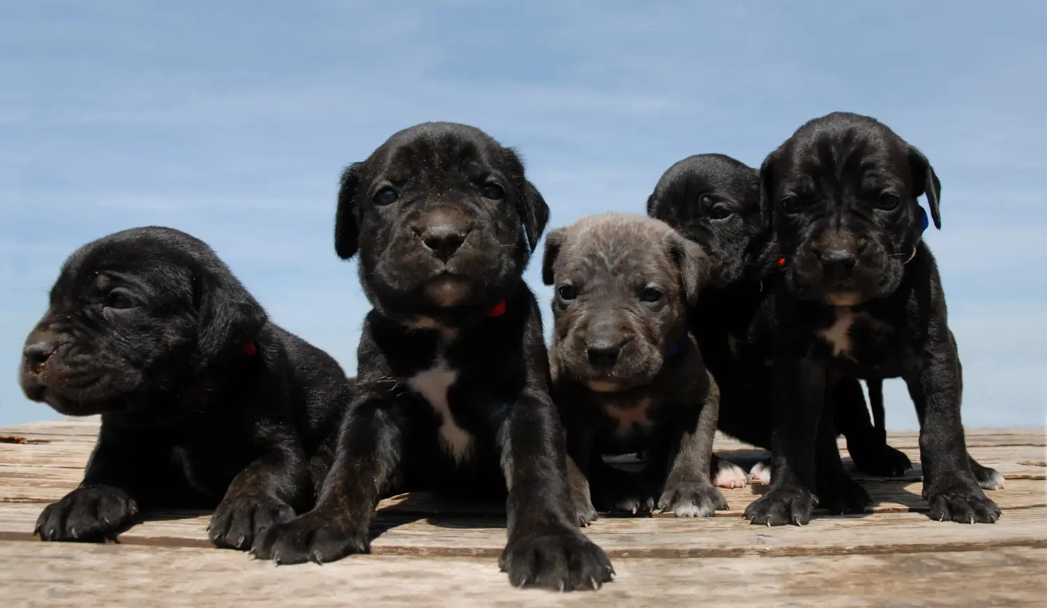 Kupno szczeniaka Cane Corso Italiano oznacza wzięcie na siebie odpowiedzialności! Kup szczenięta Cane Corso Italiano.