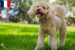 Read more about the article Hodowcy i szczenięta Cavoodle w Francja