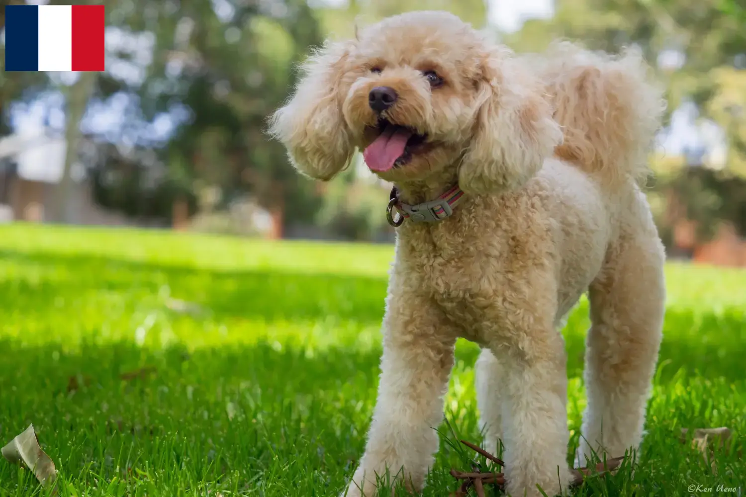 Cavoodle szczenięta i hodowcy Francja Tutaj możesz znaleźć hodowców Cavoodles w Francja.