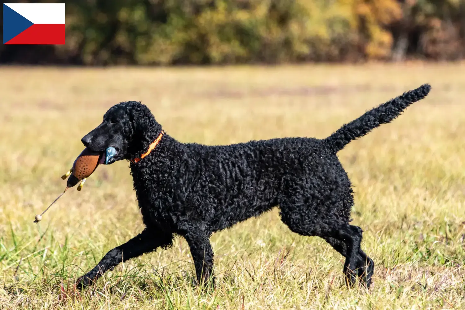Szczenięta i hodowcy Retriever kędzierzawy Czechy Znajdź hodowców curly coated retrieverów w Czechy.