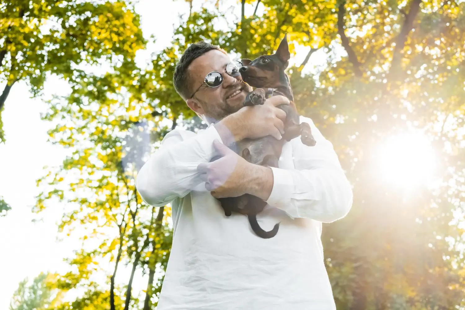 English Toy Terrier - Moja miłość do tej rasy psów. Dlaczego kocham teriery angielskie