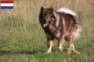 Read more about the article Hodowcy i szczenięta Eurasier w Holandia