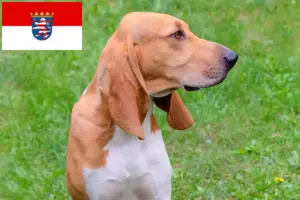 Read more about the article Hodowcy psów gończych szwajcarskich i szczenięta w Hesja