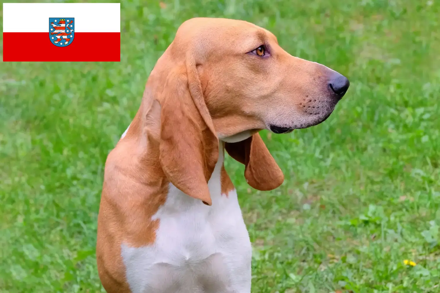 Read more about the article Hodowcy psów gończych szwajcarskich i szczenięta w Turyngia