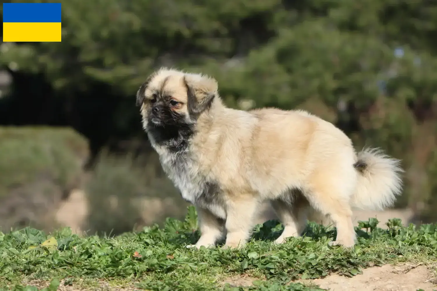 Read more about the article Hodowcy i szczenięta spaniel tybetański w Ukraina