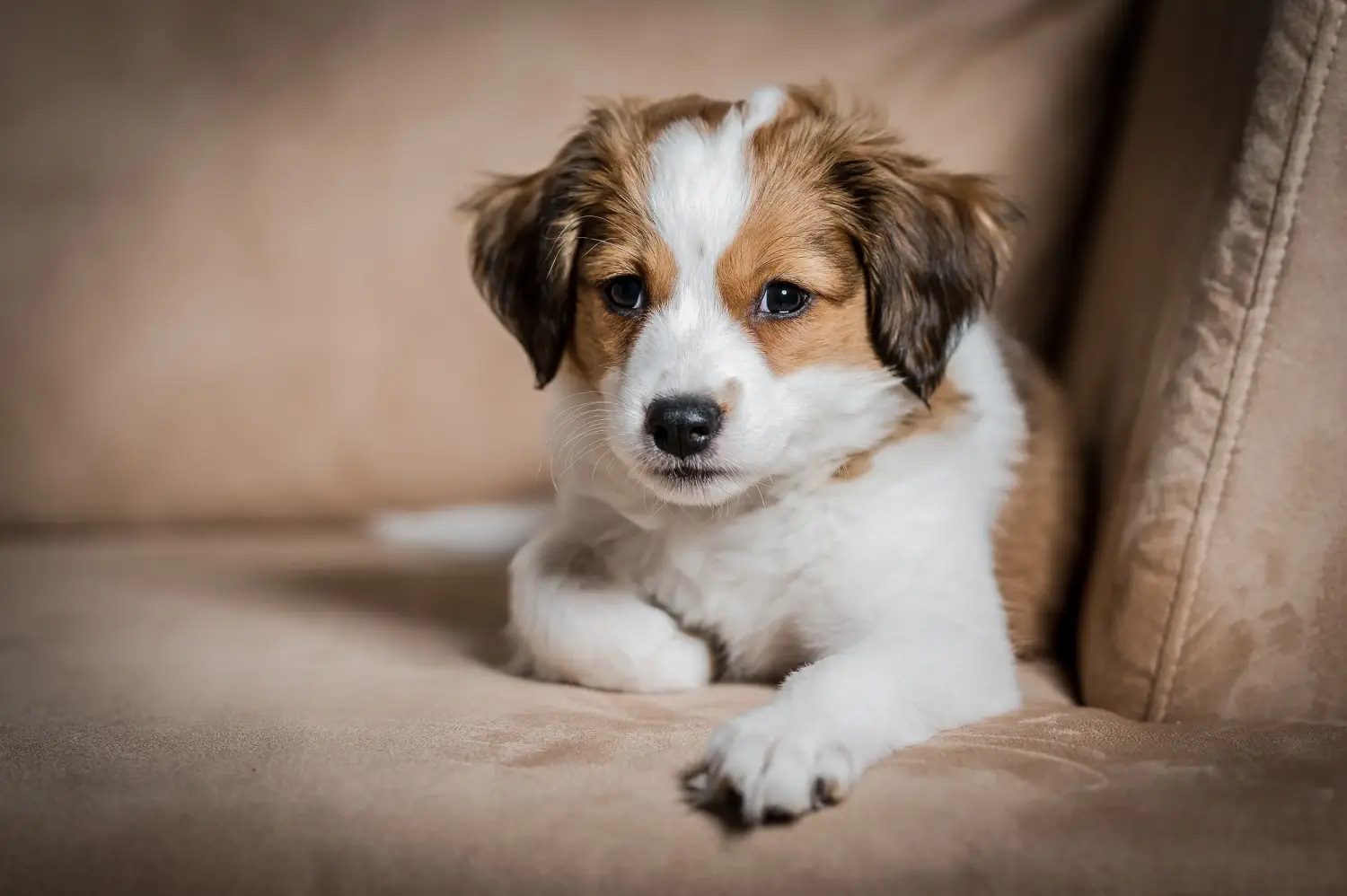 Zakup szczeniaka rasy Dutch Kooikerhondje oznacza wzięcie na siebie odpowiedzialności! Kup holenderskie szczenięta Kooikerhondje.