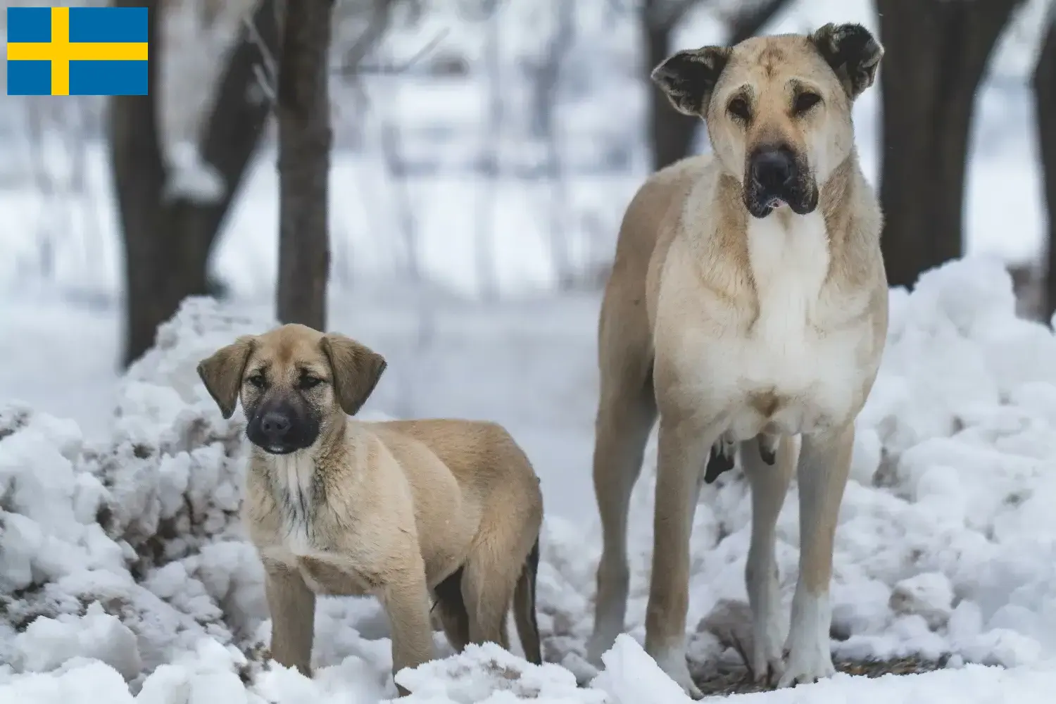 Kangal szczenięta i hodowcy Szwecja Tutaj znajdziesz hodowców rasy Kangal w Szwecja.