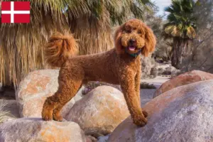 Read more about the article Hodowcy i szczenięta labradoodle w Dania