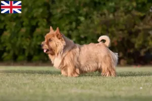 Read more about the article Hodowcy i szczenięta Norwich terrier w Wielka Brytania