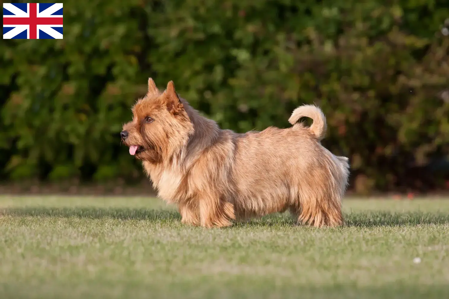 Norwich terrier szczenięta i hodowcy Wielka Brytania Znajdź hodowców Norwich terrierów w Wielka Brytania tutaj.