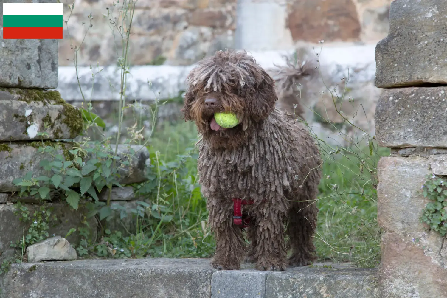 Perro de Agua Español szczenięta i hodowcy Bułgaria Tutaj znajdziesz hodowców rasy Perro de Agua Españols w Bułgaria.