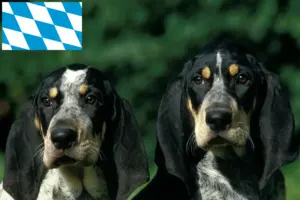 Read more about the article Petit Bleu de Gascogne hodowcy i szczenięta w Bawaria
