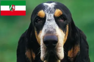 Read more about the article Petit Bleu de Gascogne hodowcy i szczenięta w Nadrenia Północna-Westfalia