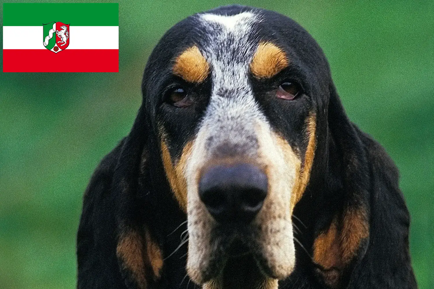 Read more about the article Petit Bleu de Gascogne hodowcy i szczenięta w Nadrenia Północna-Westfalia
