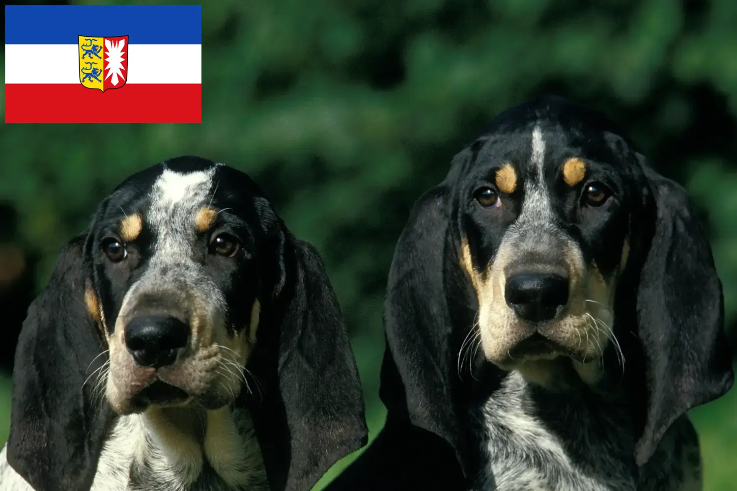 Read more about the article Petit Bleu de Gascogne hodowcy i szczenięta w Szlezwik-Holsztyn