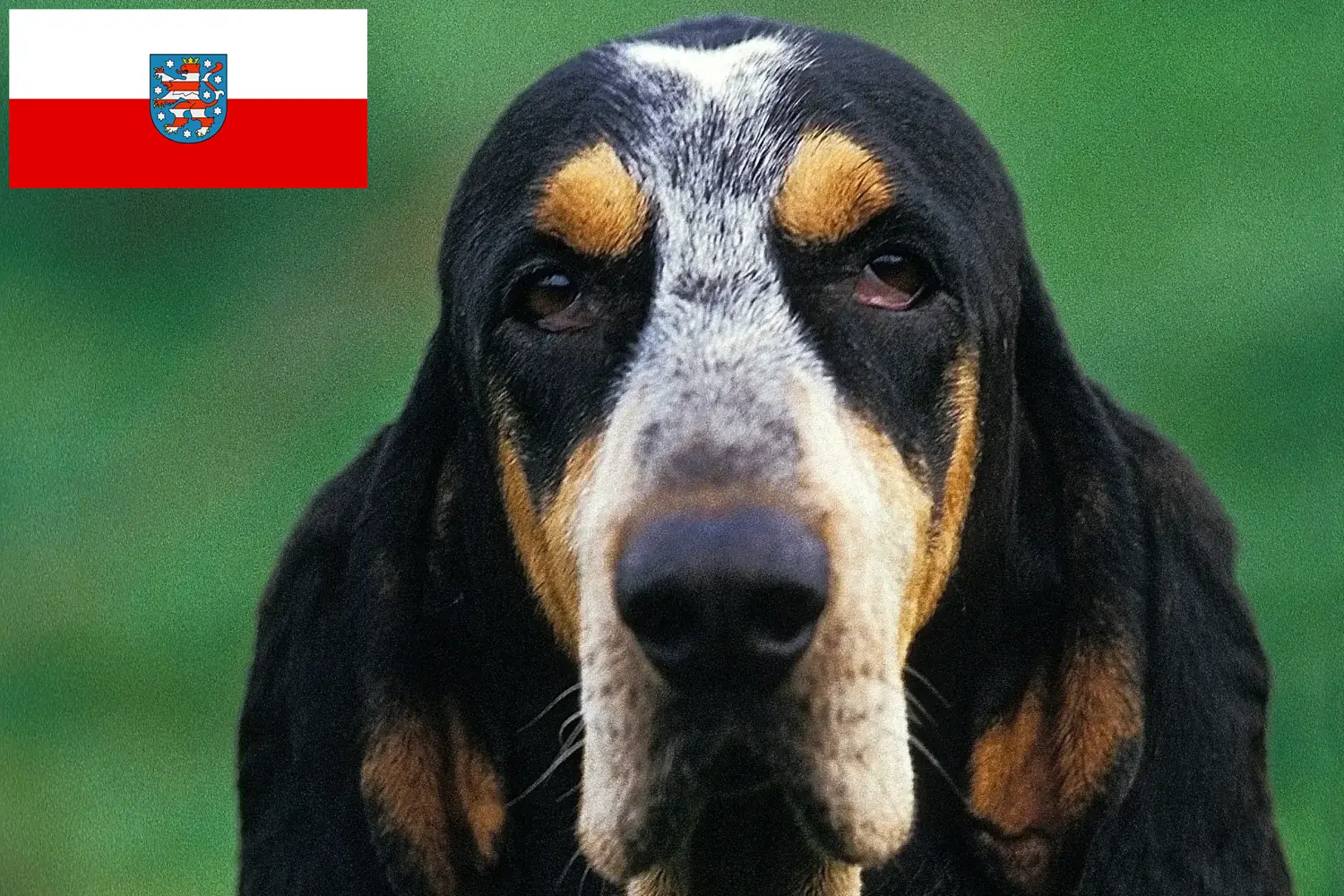 Read more about the article Petit Bleu de Gascogne hodowcy i szczenięta w Turyngia