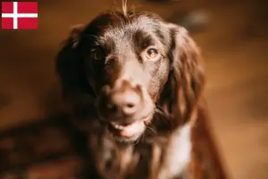 Read more about the article Polski spaniel myśliwski hodowca i szczenięta w Dania