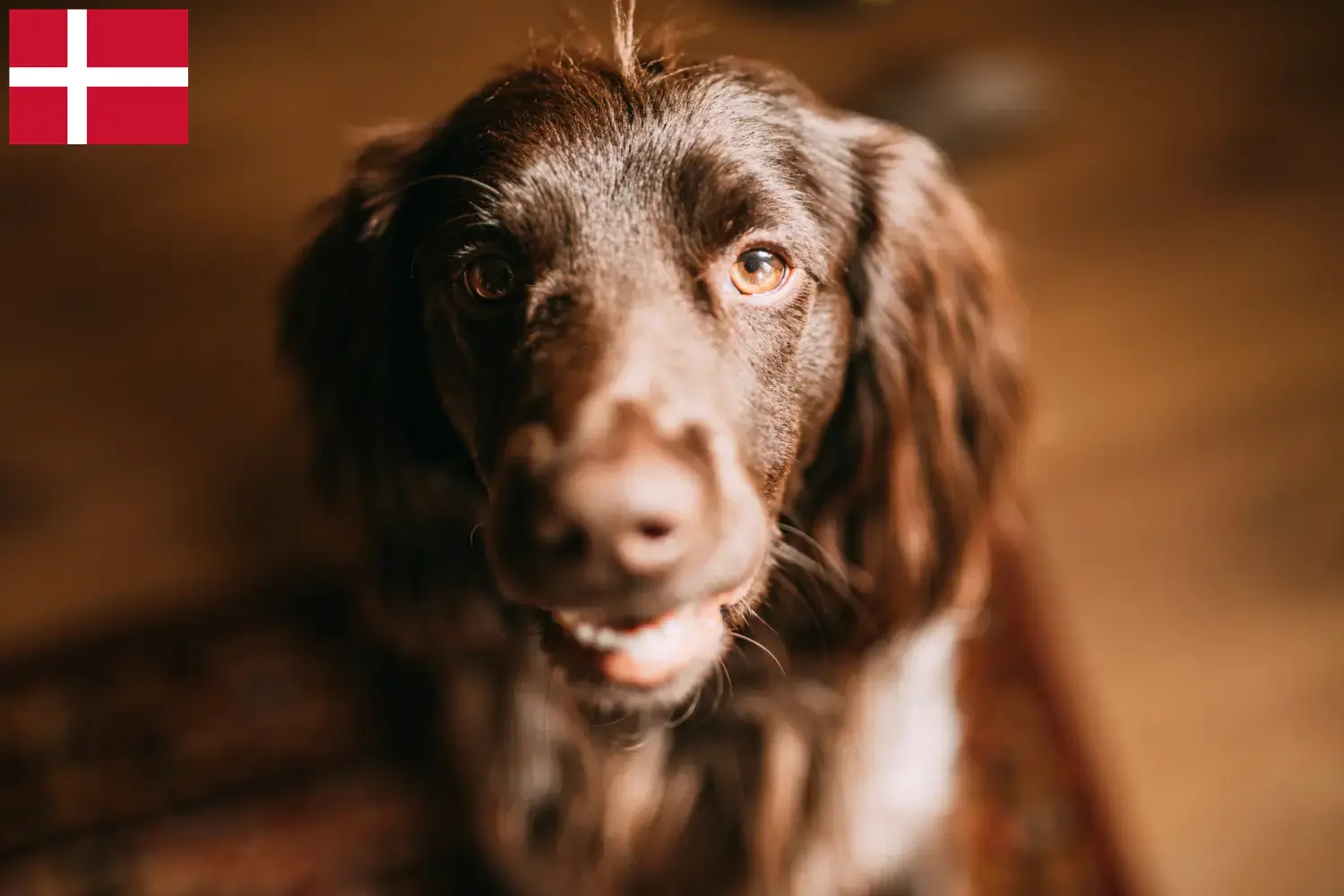 Polski spaniel myśliwski szczenięta i hodowca Dania Tutaj znajdziesz polskich hodowców spanieli myśliwskich w Dania.