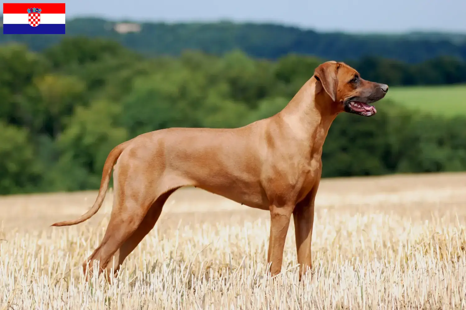 Rhodesian Ridgeback szczenięta i hodowcy Chorwacja Znajdź hodowców Rhodesian Ridgeback w Chorwacja.