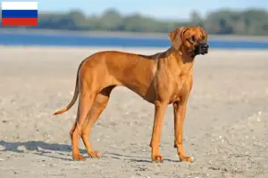 Read more about the article Rhodesian Ridgeback hodowcy i szczenięta w Rosja