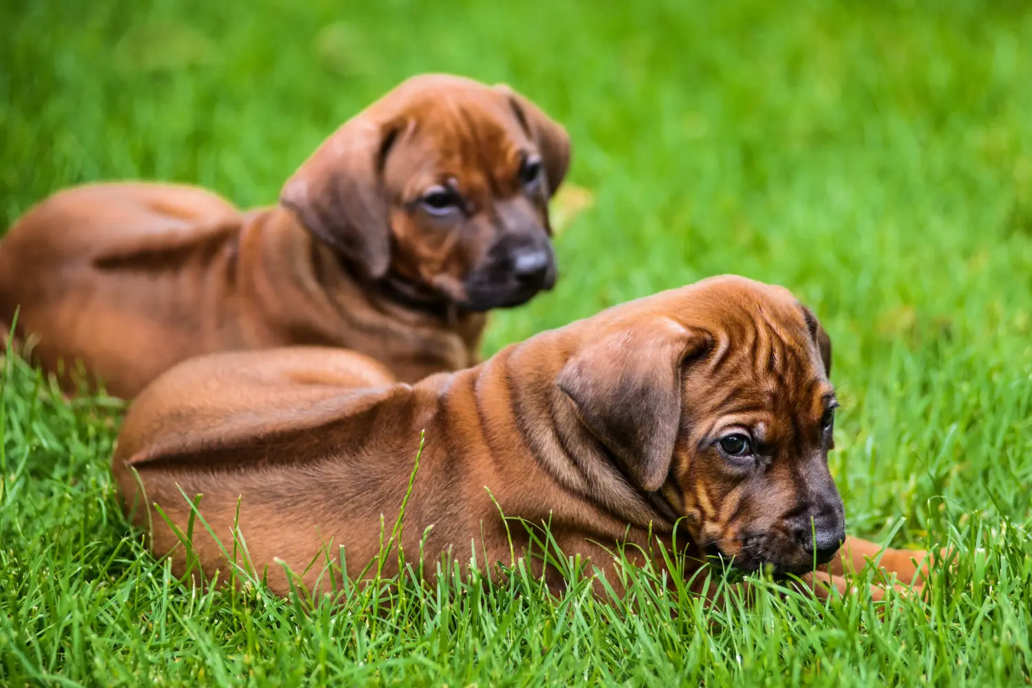 Kupno szczeniaka Rhodesian Ridgeback oznacza wzięcie na siebie odpowiedzialności! Kup szczenięta Rhodesian Ridgeback.