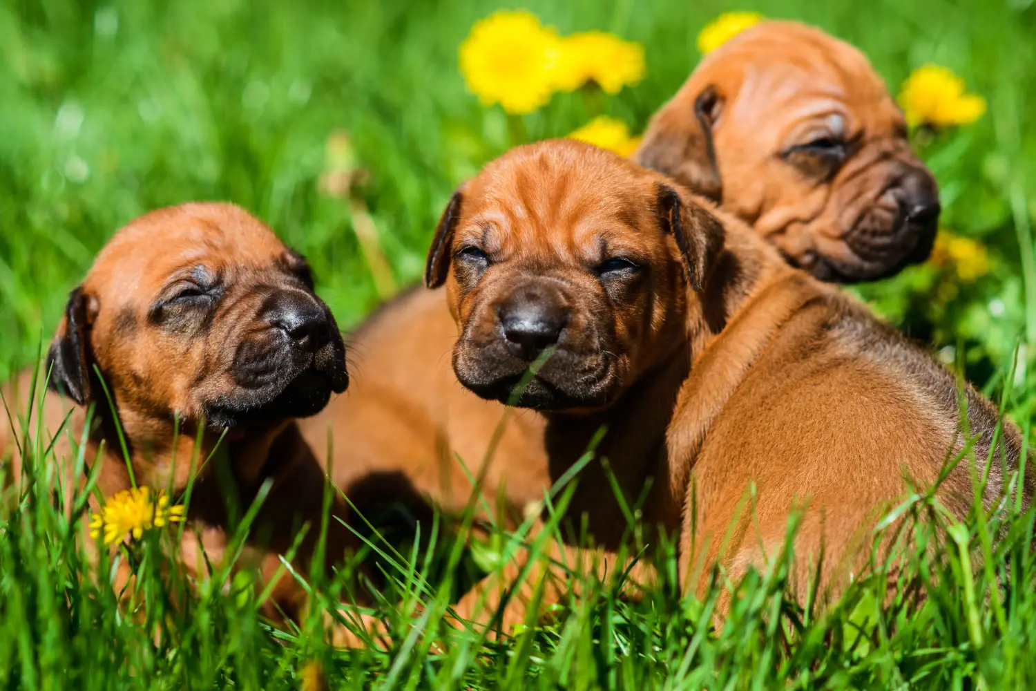 Kupno szczeniaka Rhodesian Ridgeback oznacza wzięcie na siebie odpowiedzialności! Kup szczenięta Rhodesian Ridgeback.