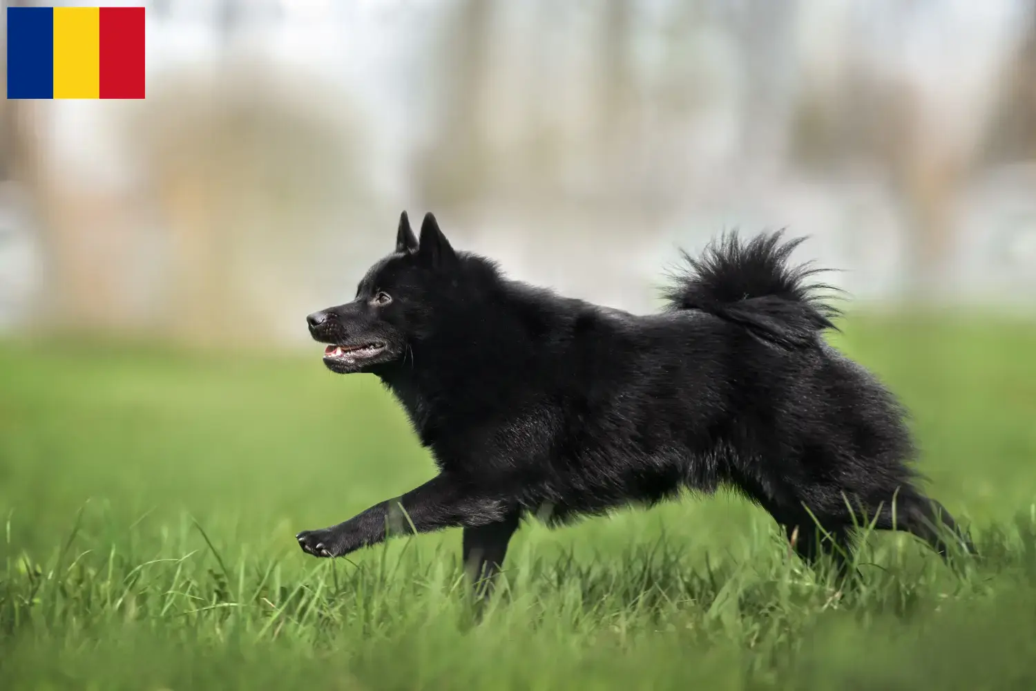 Read more about the article Hodowcy i szczenięta Schipperke w Rumunia