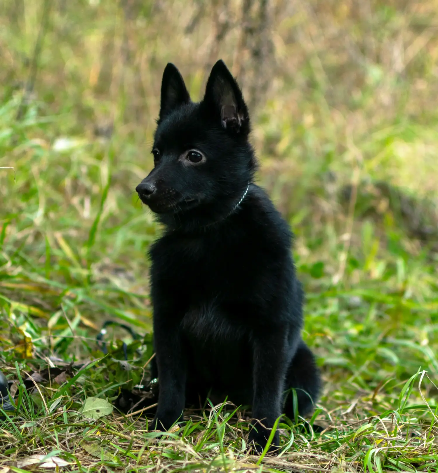 Kupno szczeniaka Schipperke oznacza wzięcie na siebie odpowiedzialności! Kup szczenięta rasy Schipperke.