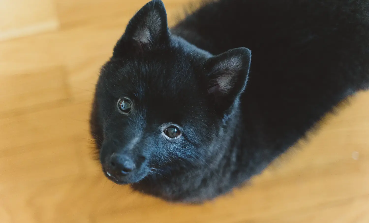 Kupno szczeniaka Schipperke oznacza wzięcie na siebie odpowiedzialności! Kup szczenięta rasy Schipperke.