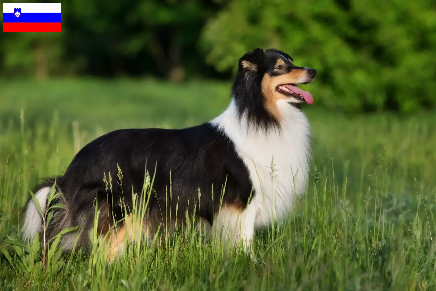Read more about the article Hodowcy i szczenięta Sheltie w Słowenia