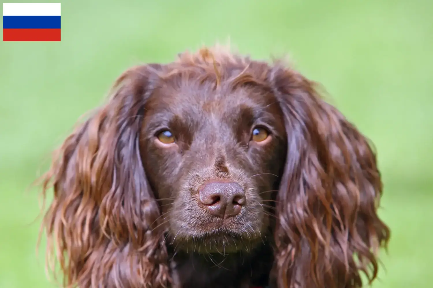 Spaniel polny szczenięta i hodowcy Rosja Tutaj znajdą Państwo hodowców spanieli polnych w Rosja.