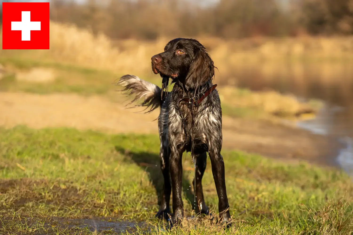 Polski spaniel myśliwski szczenięta i hodowcy Szwajcaria Tutaj znajdziesz polskich spanieli myśliwskich hodowców w Szwajcaria.