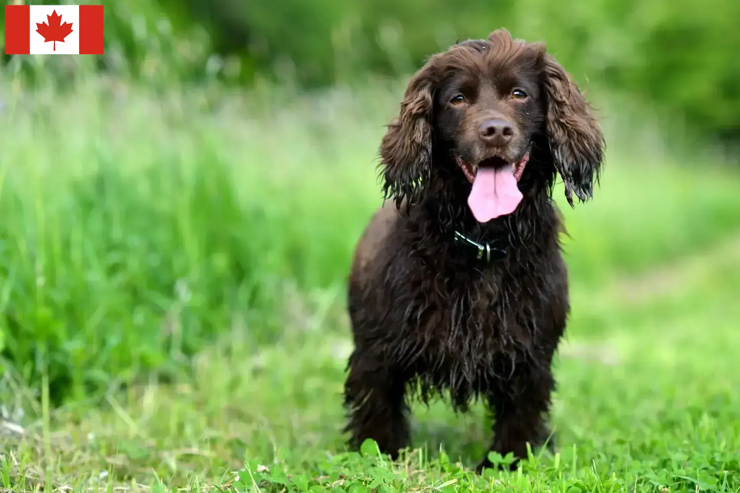 Spaniel polny szczenięta i hodowcy Kanada Tutaj można znaleźć hodowców Field spanieli w Kanada.