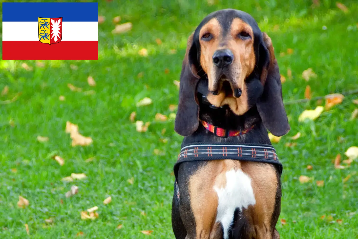 Read more about the article Hodowcy psów gończych szwajcarskich i szczenięta w Szlezwik-Holsztyn