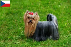 Read more about the article Hodowcy i szczenięta Yorkshire terrier w Czechy