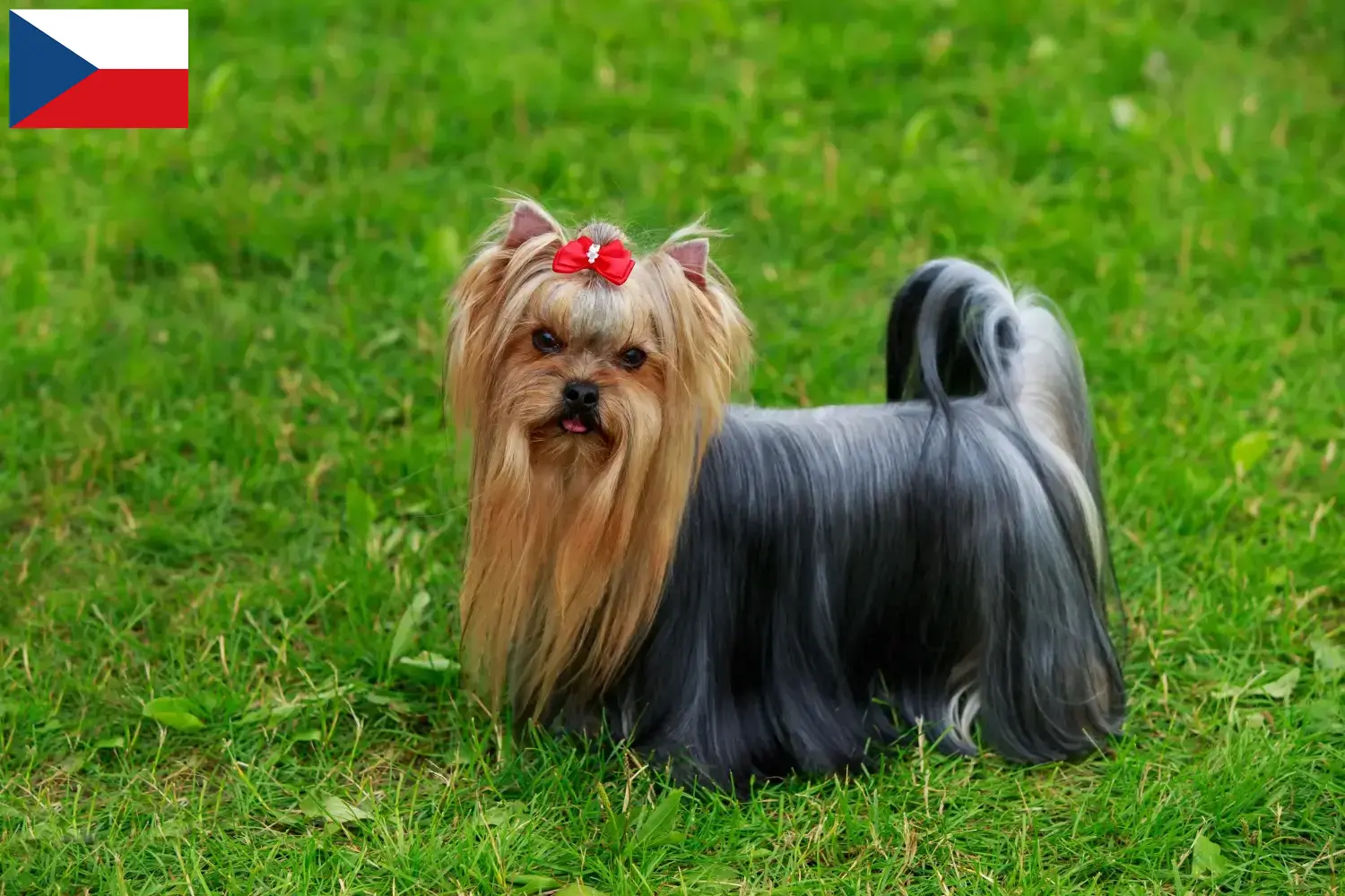 Yorkshire terrier szczenięta i hodowcy Czechy Tutaj znajdziesz hodowców rasy Yorkshire terrier w Czechy.