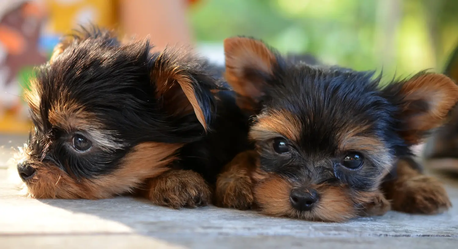 Kupno szczeniaka Yorkshire Terrier oznacza wzięcie odpowiedzialności! Kup szczenięta Yorkshire Terrier.