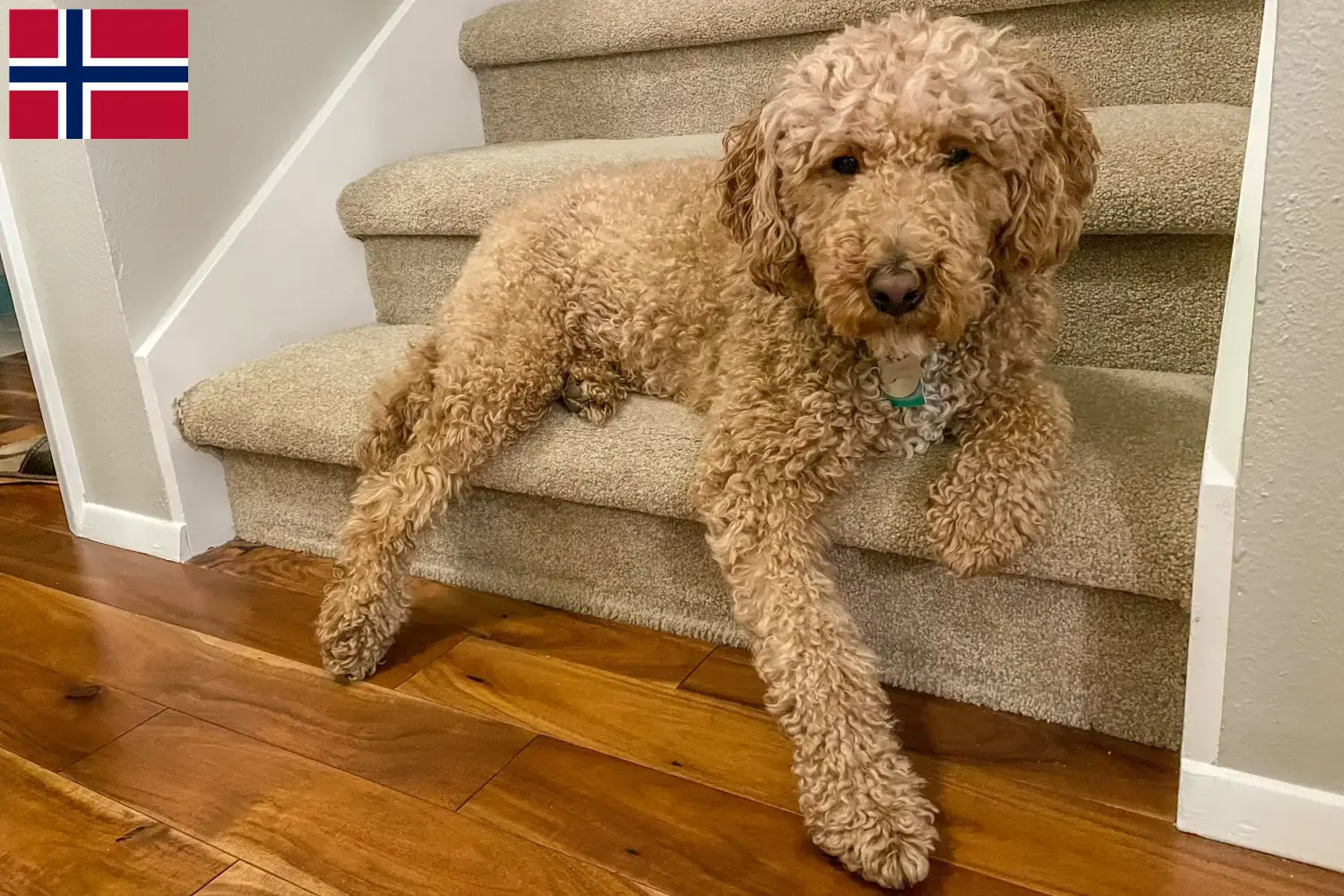 Read more about the article Australijskie labradoodle hodowcy i szczenięta w Norwegia