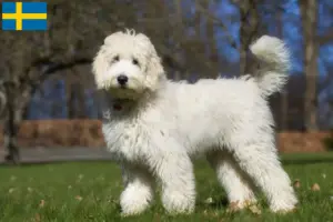 Read more about the article Australijskie labradoodle hodowcy i szczenięta w Szwecja